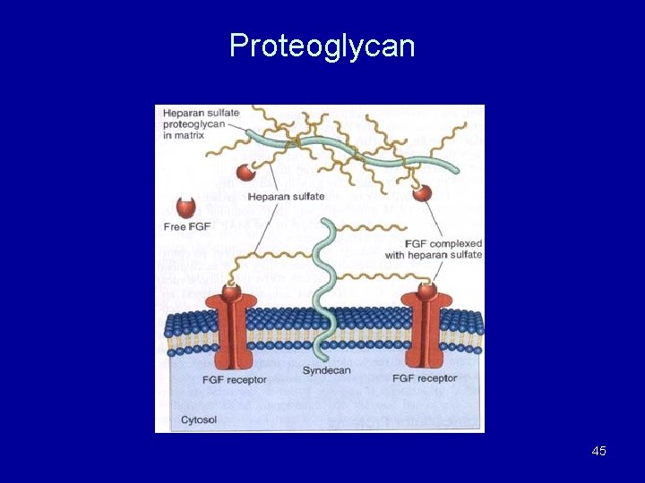 Proteoglycan 45 