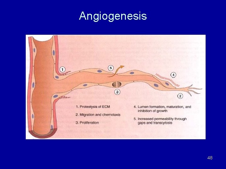 Angiogenesis 48 