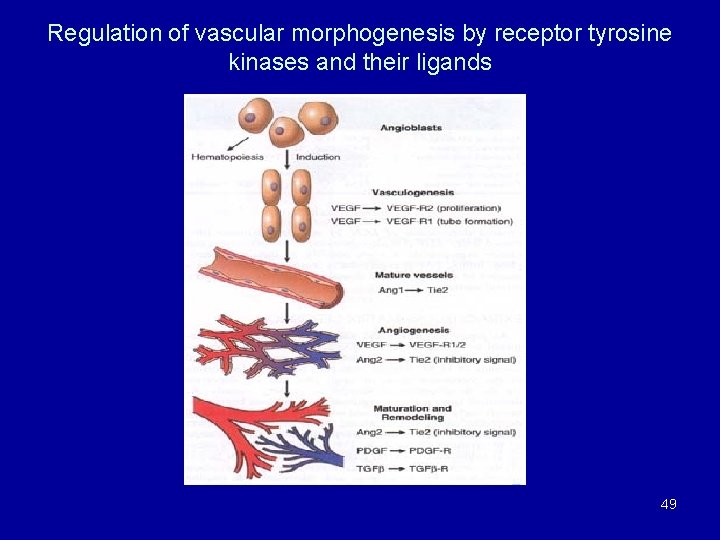 Regulation of vascular morphogenesis by receptor tyrosine kinases and their ligands 49 