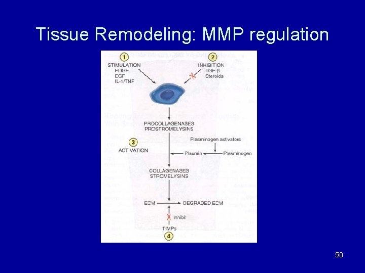 Tissue Remodeling: MMP regulation 50 