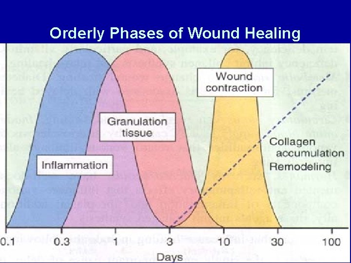 Orderly Phases of Wound Healing 53 