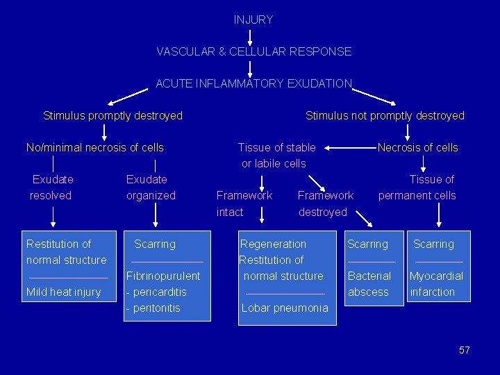 INJURY VASCULAR & CELLULAR RESPONSE ACUTE INFLAMMATORY EXUDATION Stimulus promptly destroyed No/minimal necrosis of