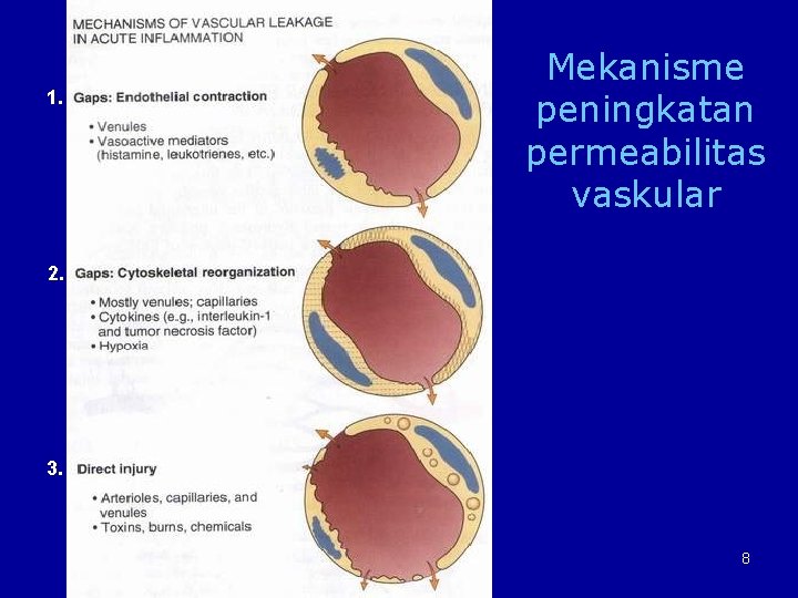 1. Mekanisme peningkatan permeabilitas vaskular 2. 3. 8 