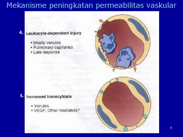 Mekanisme peningkatan permeabilitas vaskular 4. 5. 9 