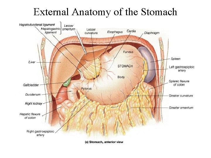 External Anatomy of the Stomach 