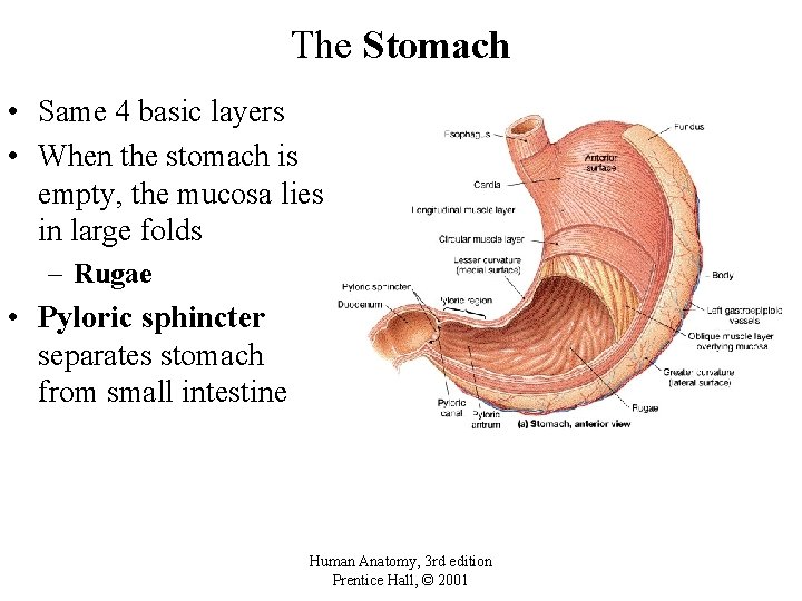 The Stomach • Same 4 basic layers • When the stomach is empty, the