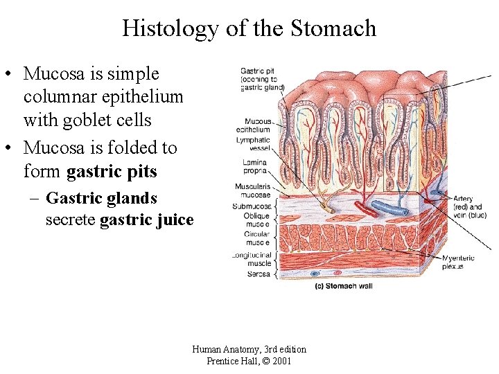 Histology of the Stomach • Mucosa is simple columnar epithelium with goblet cells •