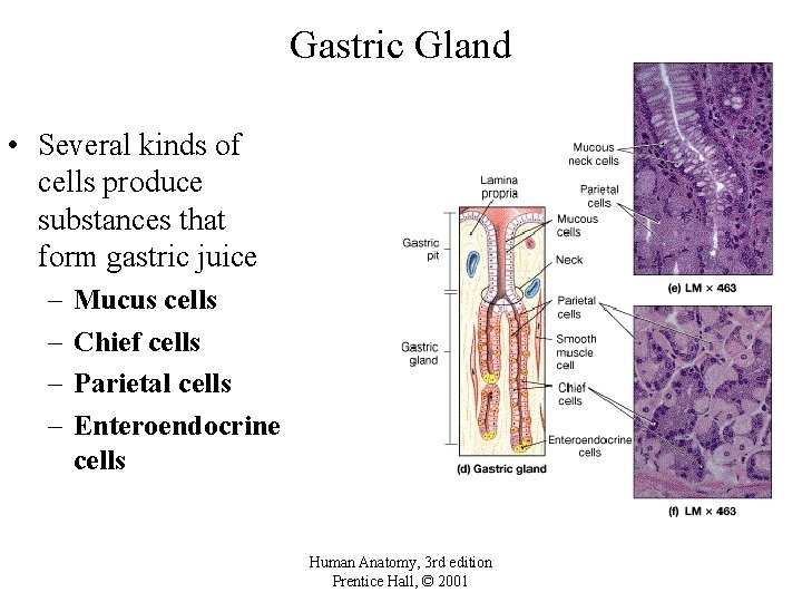 Gastric Gland • Several kinds of cells produce substances that form gastric juice –