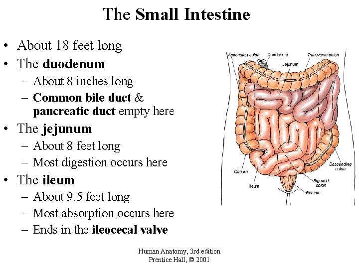 The Small Intestine • About 18 feet long • The duodenum – About 8