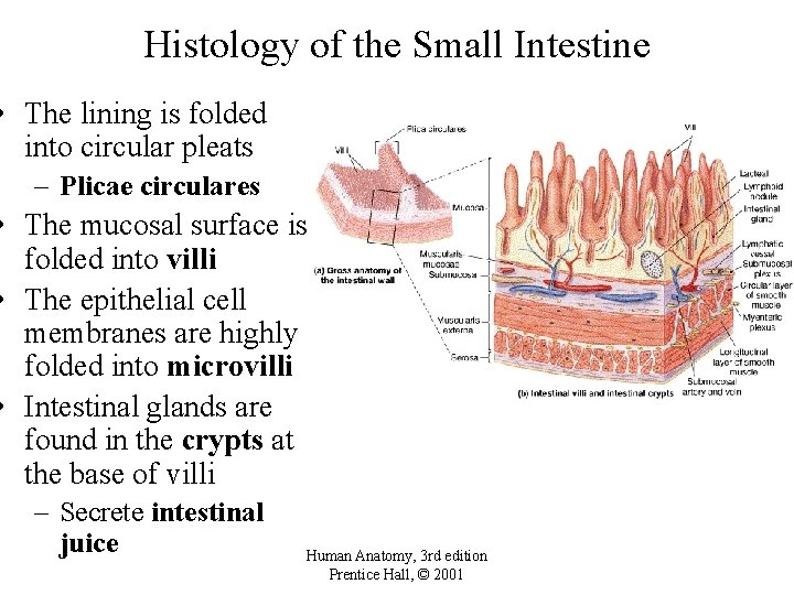 Histology of the Small Intestine • The lining is folded into circular pleats –