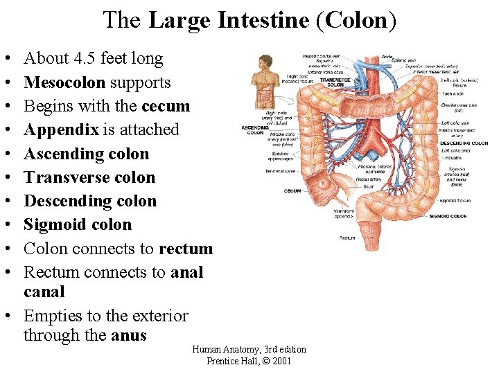 The Large Intestine (Colon) • • • About 4. 5 feet long Mesocolon supports