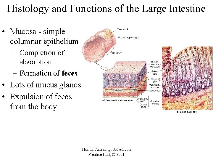 Histology and Functions of the Large Intestine • Mucosa - simple columnar epithelium –