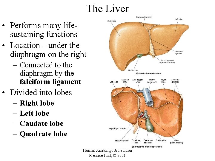 The Liver • Performs many lifesustaining functions • Location – under the diaphragm on