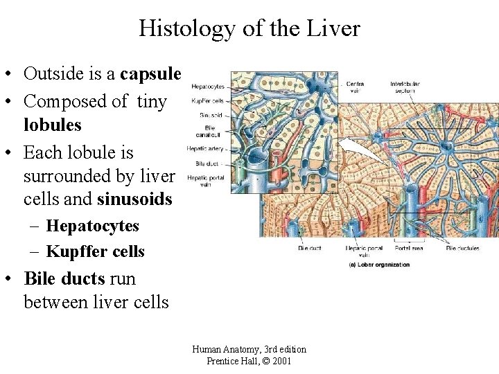 Histology of the Liver • Outside is a capsule • Composed of tiny lobules