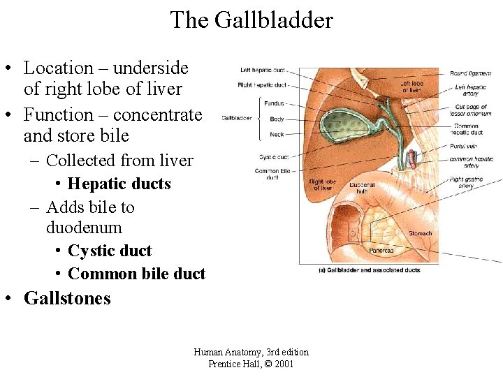 The Gallbladder • Location – underside of right lobe of liver • Function –