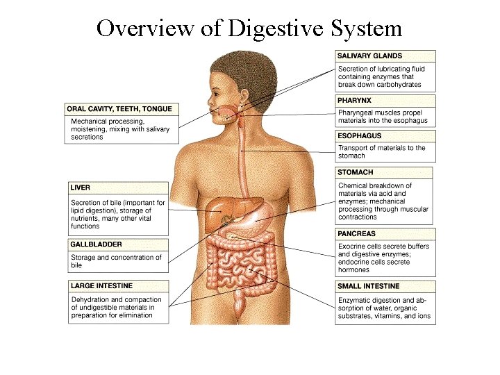Overview of Digestive System 