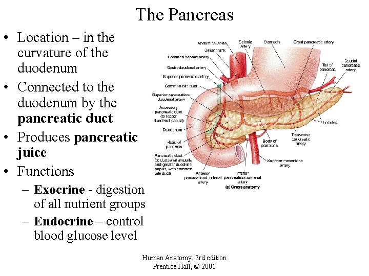 The Pancreas • Location – in the curvature of the duodenum • Connected to