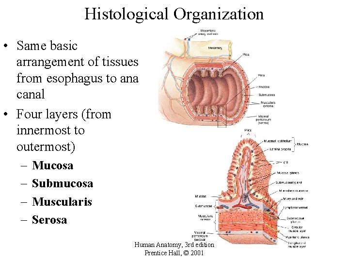 Histological Organization • Same basic arrangement of tissues from esophagus to anal canal •