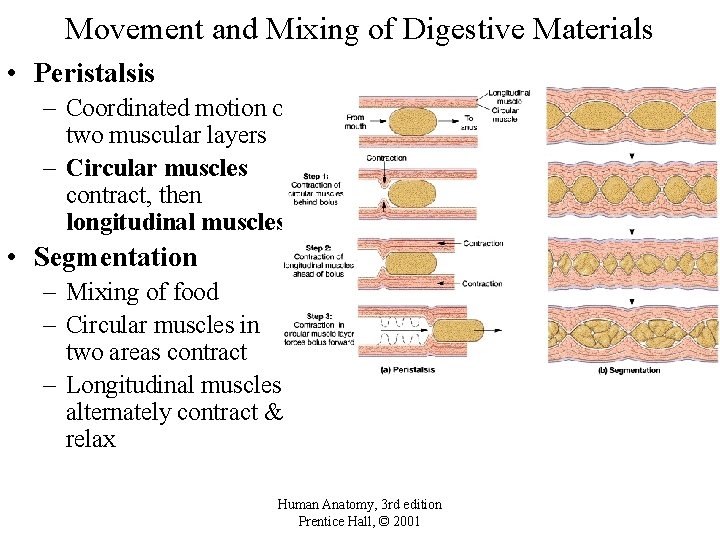 Movement and Mixing of Digestive Materials • Peristalsis – Coordinated motion of two muscular