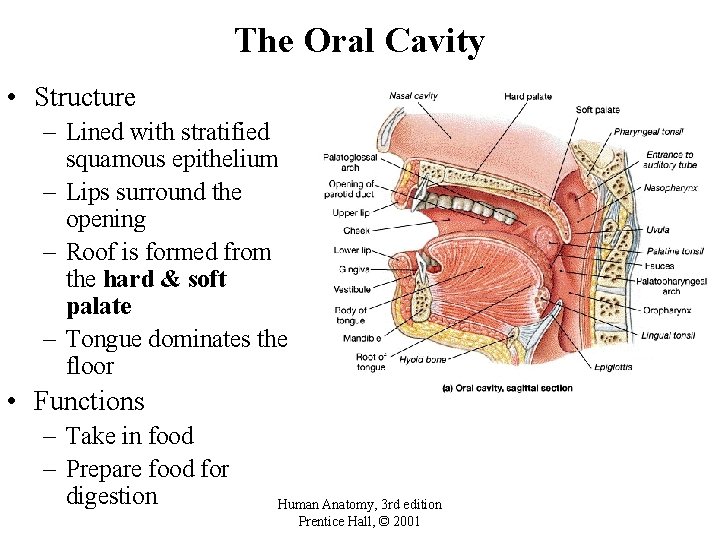 The Oral Cavity • Structure – Lined with stratified squamous epithelium – Lips surround