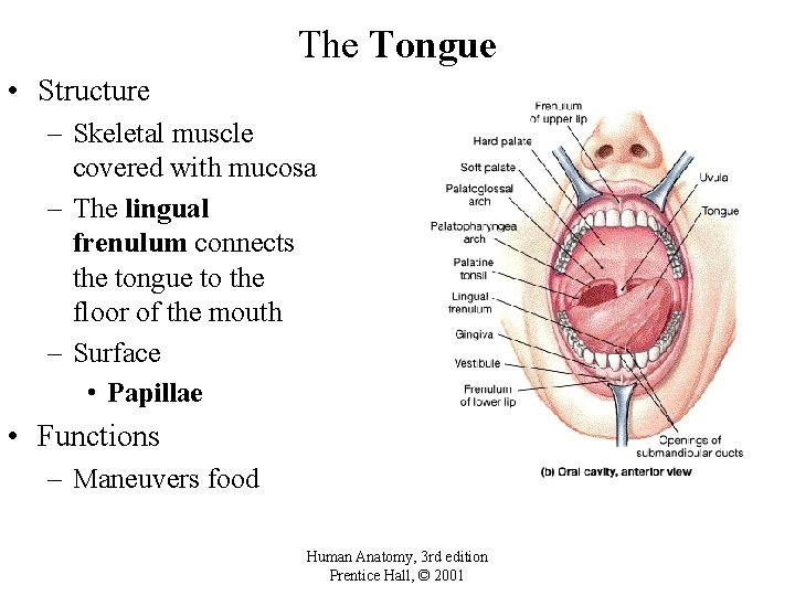 The Tongue • Structure – Skeletal muscle covered with mucosa – The lingual frenulum