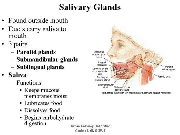 Salivary Glands • Found outside mouth • Ducts carry saliva to mouth • 3
