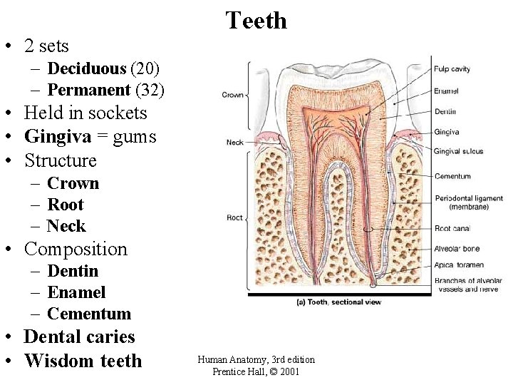  • 2 sets Teeth – Deciduous (20) – Permanent (32) • Held in