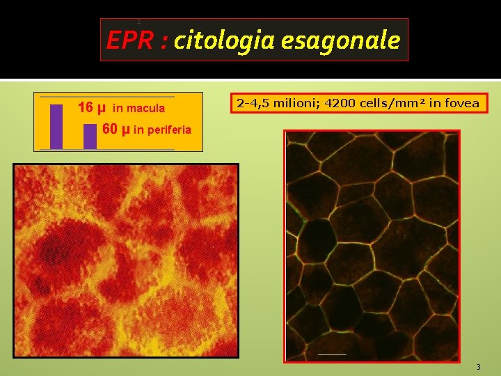 2 EPR : citologia esagonale 16 µ in macula 2 -4, 5 milioni; 4200