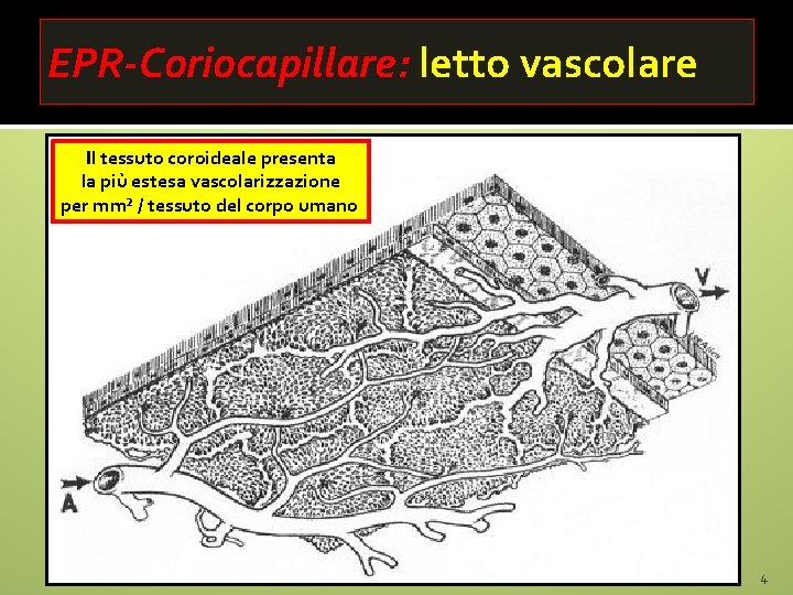 EPR-Coriocapillare: letto vascolare Il tessuto coroideale presenta la più estesa vascolarizzazione per mm² /