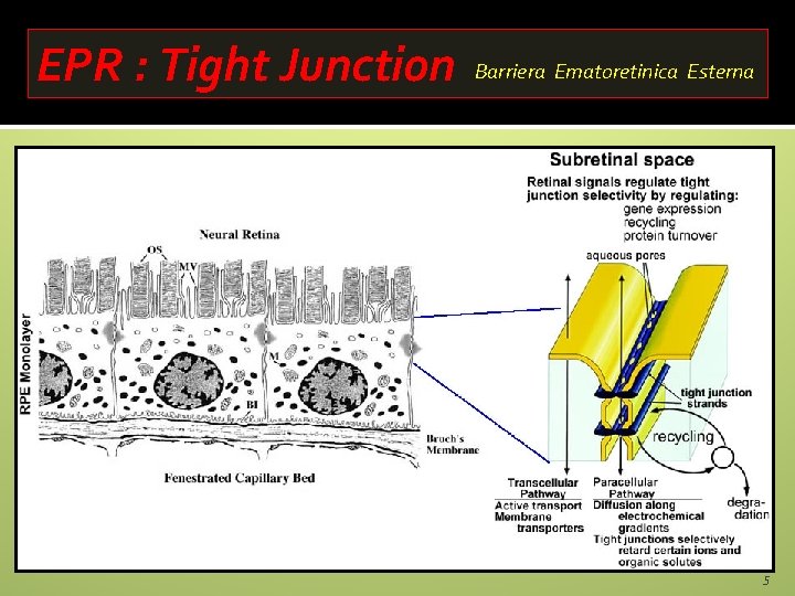 EPR : Tight Junction Barriera Ematoretinica Esterna 5 