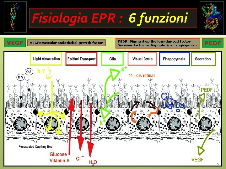 Fisiologia EPR : 6 funzioni VEGF=Vascular endothelial growth factor PEDF=Pigment epithelium-derived factor Survivor factor