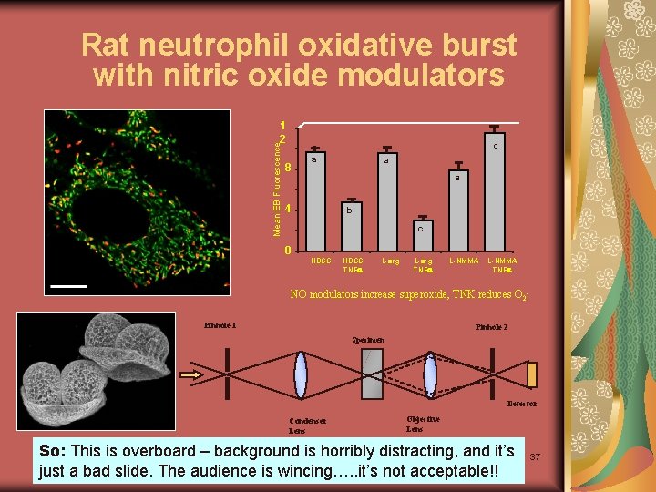 Rat neutrophil oxidative burst with nitric oxide modulators Mean EB Fluorescence 1 2 d