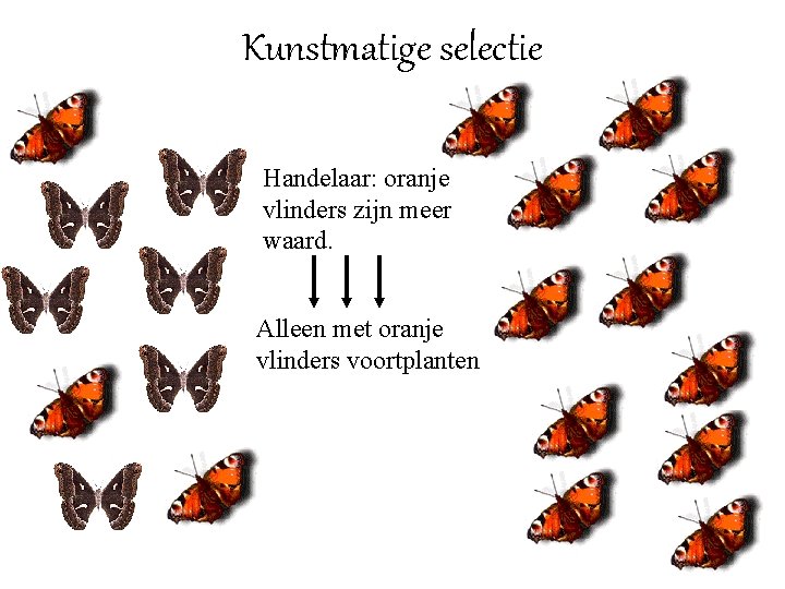 Kunstmatige selectie Handelaar: oranje vlinders zijn meer waard. Alleen met oranje vlinders voortplanten 