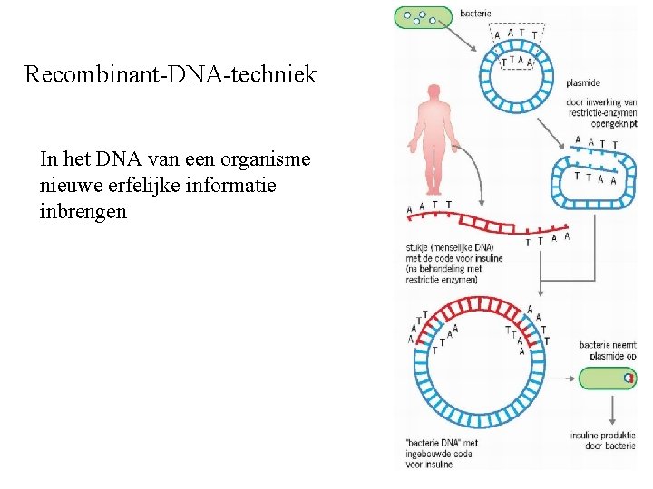 Recombinant-DNA-techniek In het DNA van een organisme nieuwe erfelijke informatie inbrengen 