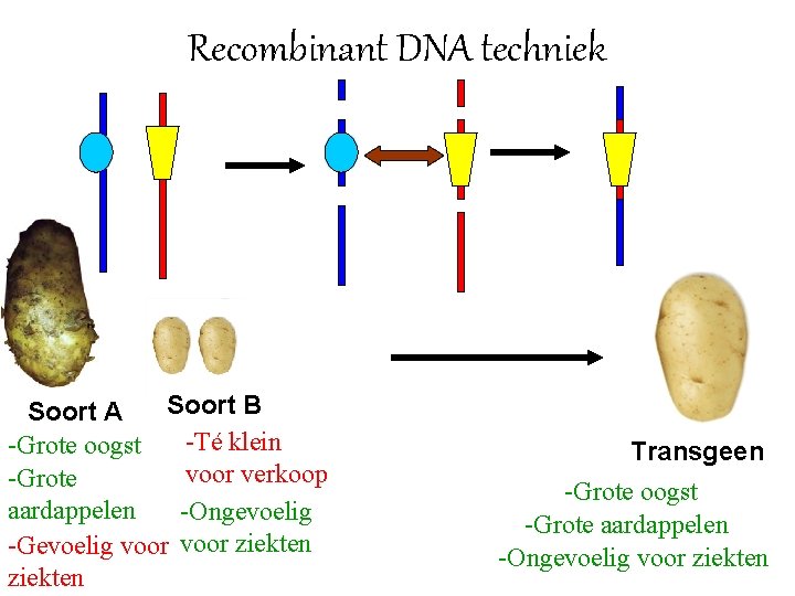 Recombinant DNA techniek Soort B Soort A -Té klein -Grote oogst voor verkoop -Grote