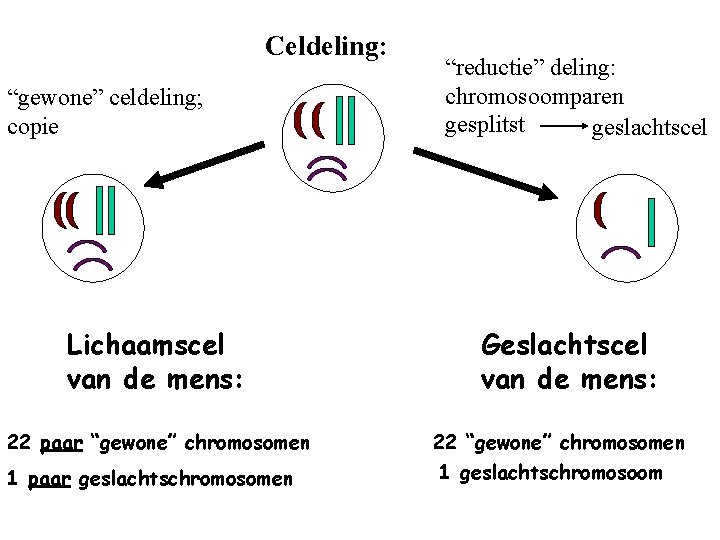 Celdeling: “gewone” celdeling; copie Lichaamscel van de mens: 22 paar “gewone” chromosomen 1 paar