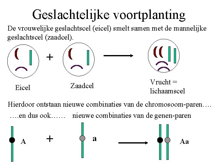 Geslachtelijke voortplanting De vrouwelijke geslachtscel (eicel) smelt samen met de mannelijke geslachtscel (zaadcel). +