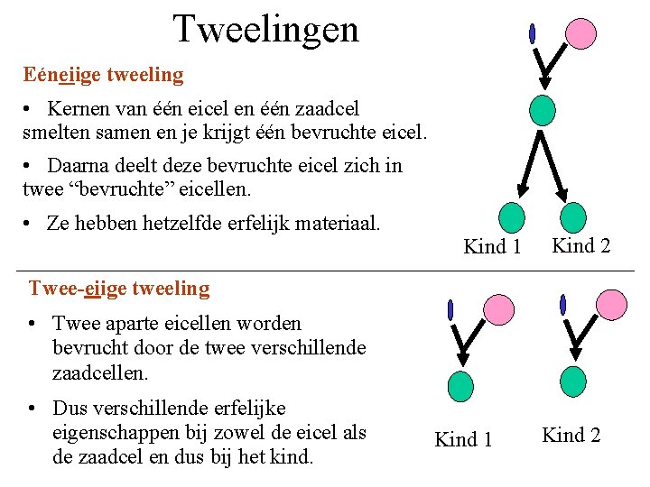 Tweelingen Eéneiige tweeling • Kernen van één eicel en één zaadcel smelten samen en