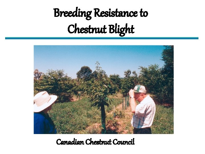 Breeding Resistance to Chestnut Blight Canadian Chestnut Council 