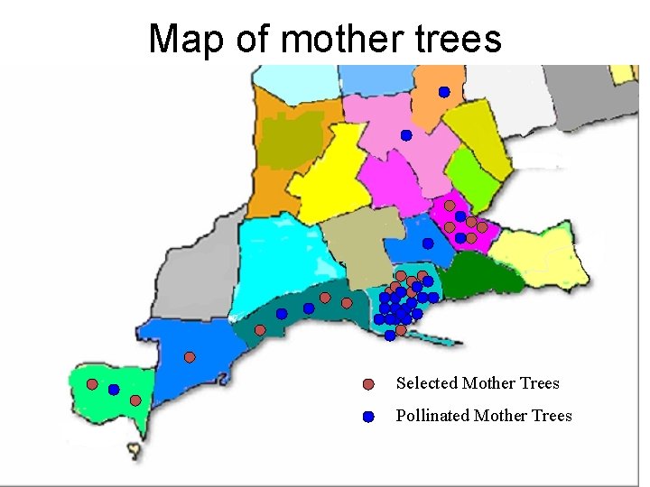 Map of mother trees Selected Mother Trees Pollinated Mother Trees 