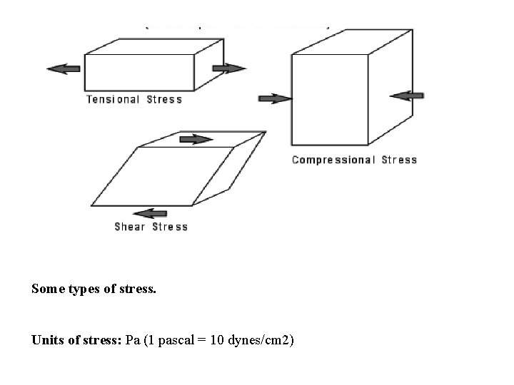 Some types of stress. Units of stress: Pa (1 pascal = 10 dynes/cm 2)