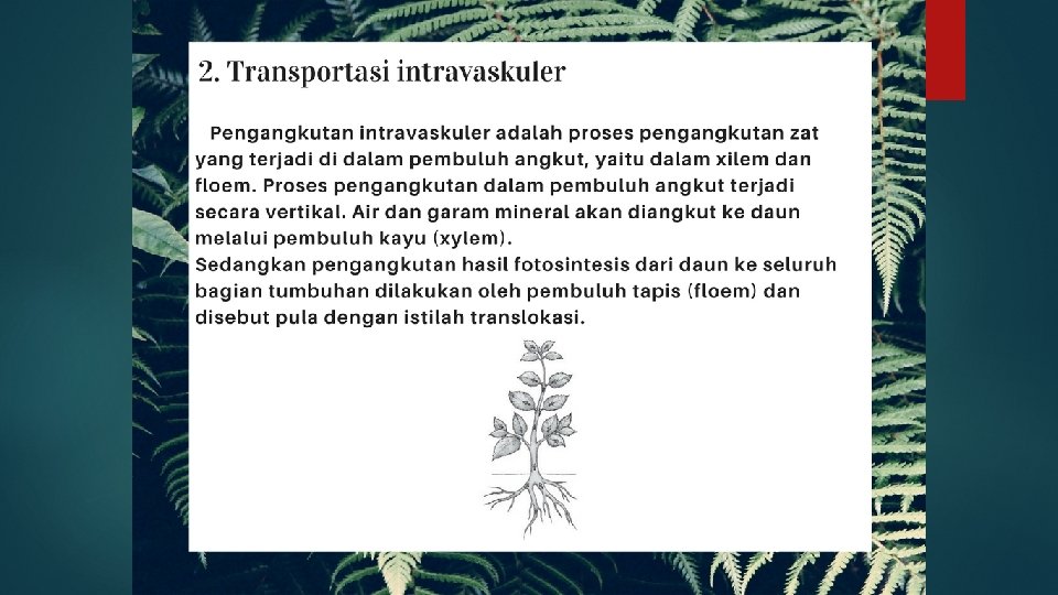 Sistem Pengangkutan Dalam Tumbuhan / Sistem Transportasi