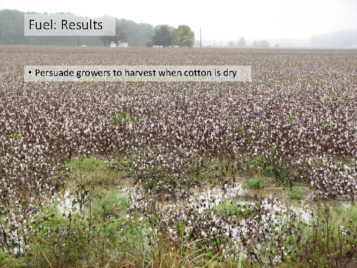 Fuel: Results • Persuade growers to harvest when cotton is dry Fuel: Results • Persuade growers to harvest when cotton is dry