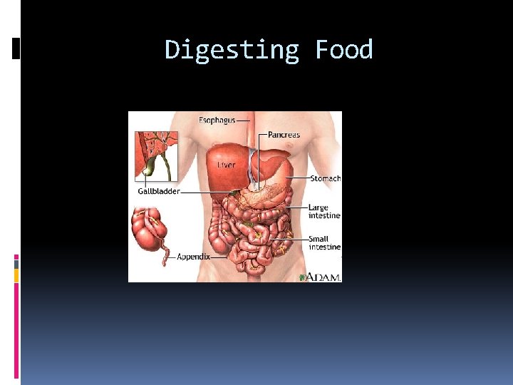 Digesting Food Digesting Food