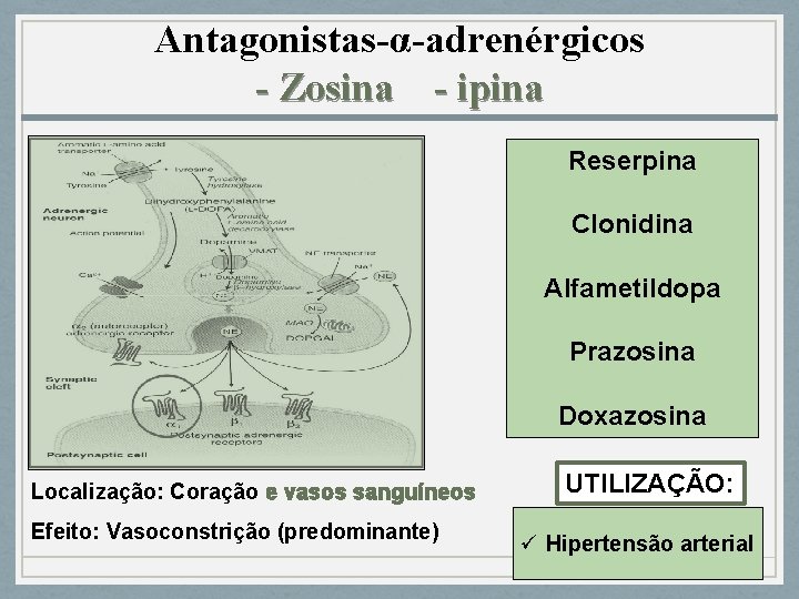 Antagonistas-α-adrenérgicos - Zosina - ipina Reserpina Clonidina Alfametildopa Prazosina Doxazosina Localização: Coração e vasos