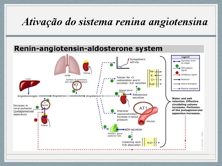 Ativação do sistema renina angiotensina AT 1 