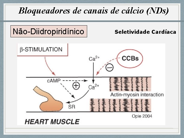Bloqueadores de canais de cálcio (NDs) Não-Diidropiridínico Seletividade Cardíaca 