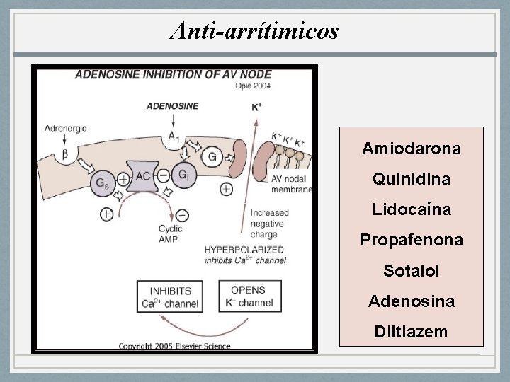 Anti-arrítimicos Amiodarona Quinidina Lidocaína Propafenona Sotalol Adenosina Diltiazem 