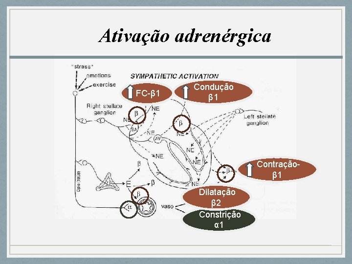Ativação adrenérgica FC-β 1 Condução β 1 Contraçãoβ 1 Dilatação β 2 Constrição α