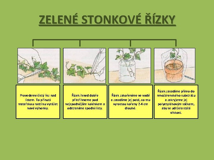 ZELENÉ STONKOVÉ ŘÍZKY Provedeme čistý řez nad listem. To přinutí mateřskou rostlinu vyrážet nové